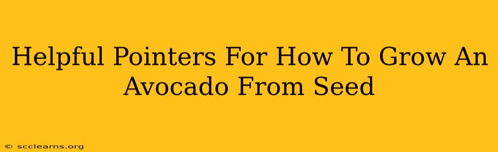 Helpful Pointers For How To Grow An Avocado From Seed