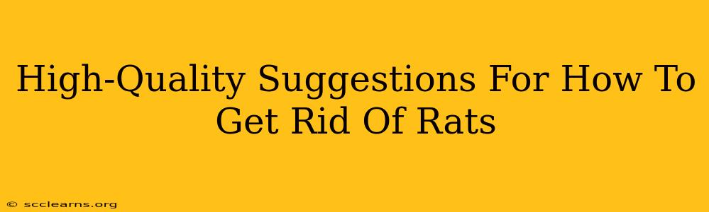 High-Quality Suggestions For How To Get Rid Of Rats