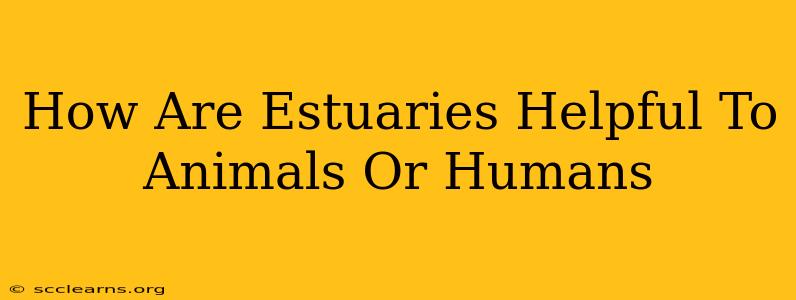 How Are Estuaries Helpful To Animals Or Humans