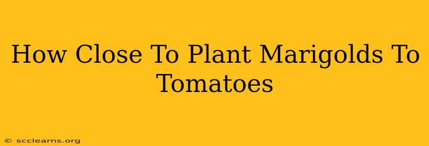 How Close To Plant Marigolds To Tomatoes