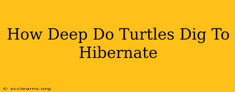 How Deep Do Turtles Dig To Hibernate