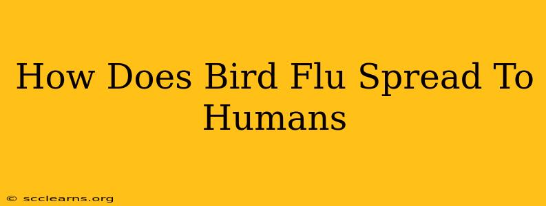 How Does Bird Flu Spread To Humans