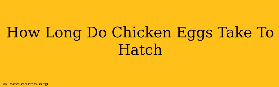 How Long Do Chicken Eggs Take To Hatch