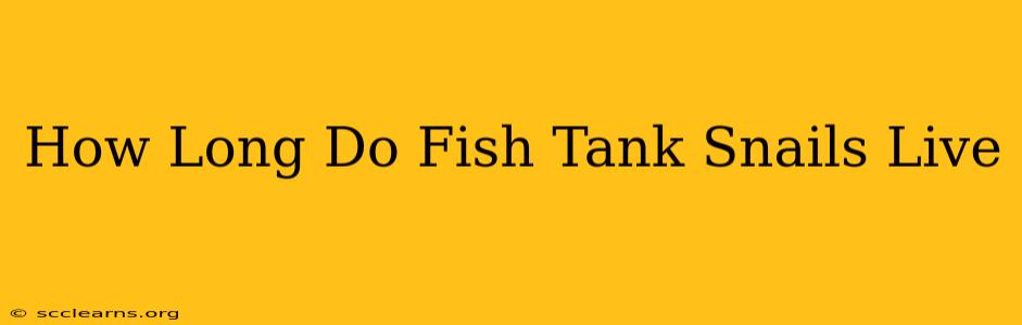 How Long Do Fish Tank Snails Live