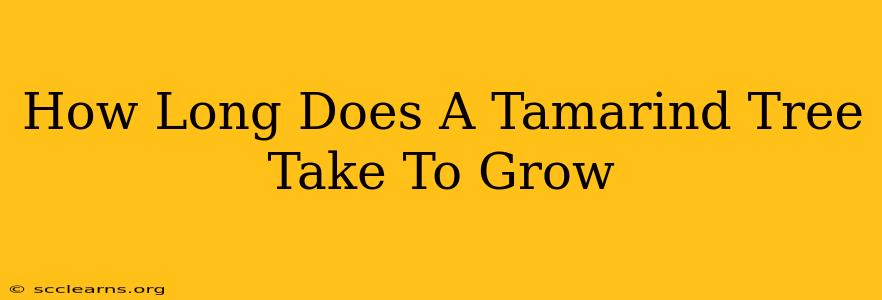 How Long Does A Tamarind Tree Take To Grow