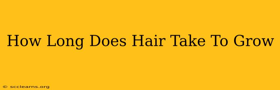 How Long Does Hair Take To Grow