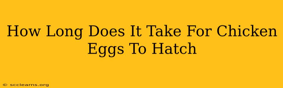 How Long Does It Take For Chicken Eggs To Hatch