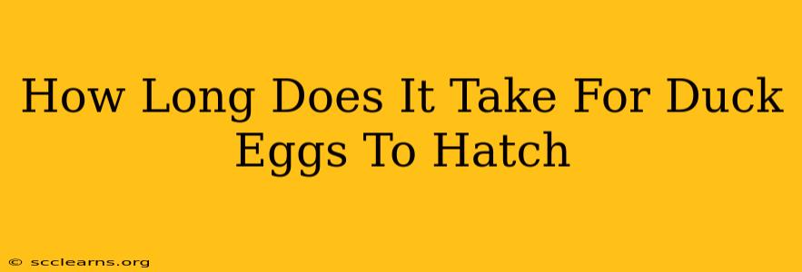 How Long Does It Take For Duck Eggs To Hatch