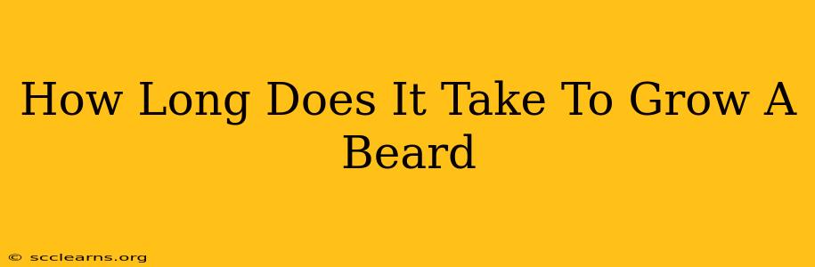 How Long Does It Take To Grow A Beard