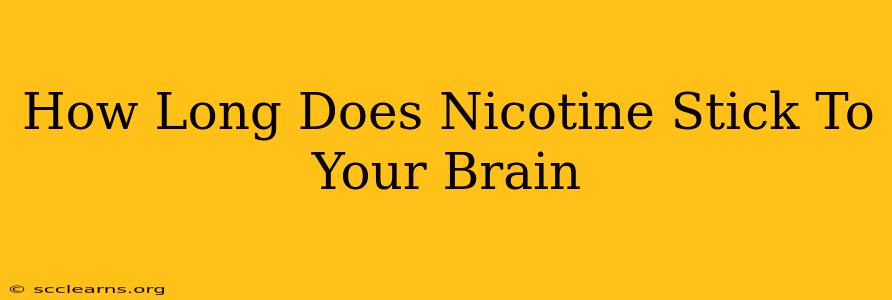 How Long Does Nicotine Stick To Your Brain