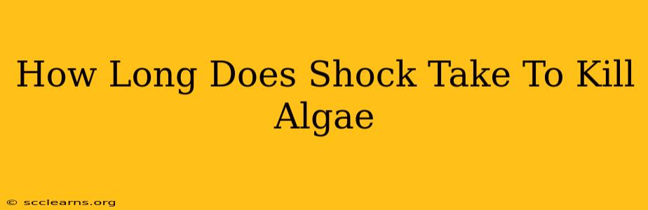 How Long Does Shock Take To Kill Algae