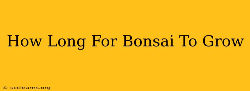 How Long For Bonsai To Grow