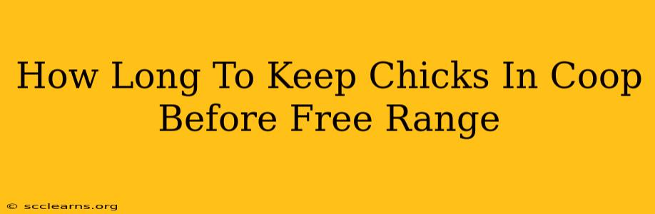 How Long To Keep Chicks In Coop Before Free Range