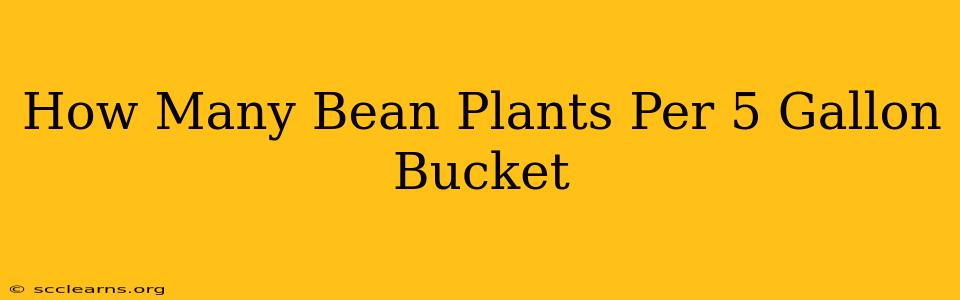 How Many Bean Plants Per 5 Gallon Bucket