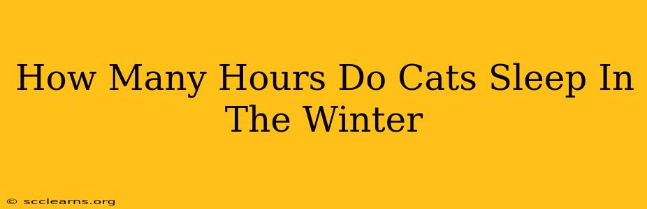 How Many Hours Do Cats Sleep In The Winter