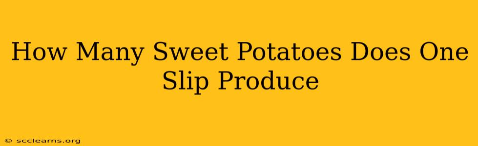 How Many Sweet Potatoes Does One Slip Produce