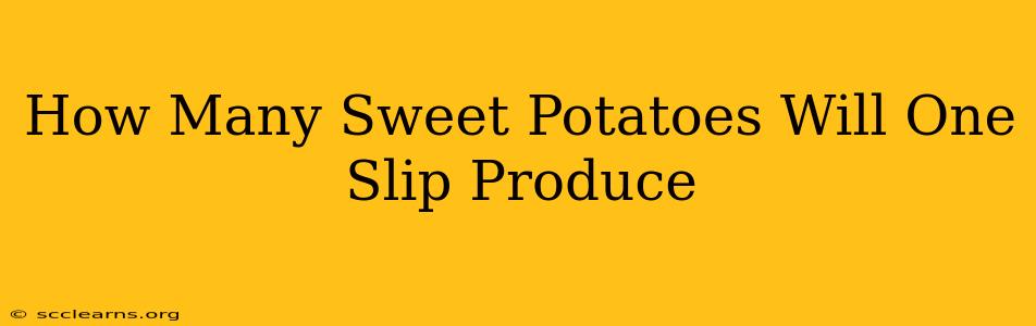 How Many Sweet Potatoes Will One Slip Produce