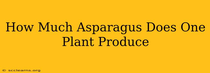 How Much Asparagus Does One Plant Produce