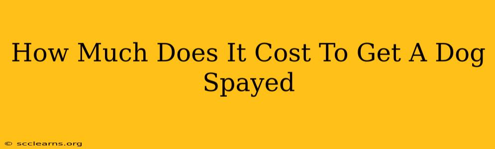 How Much Does It Cost To Get A Dog Spayed