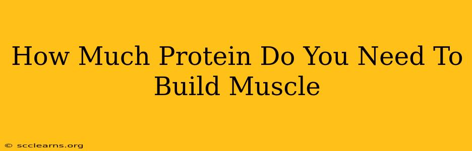 How Much Protein Do You Need To Build Muscle