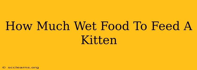 How Much Wet Food To Feed A Kitten