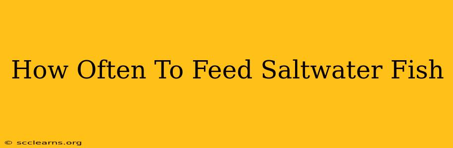 How Often To Feed Saltwater Fish