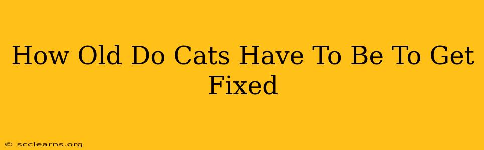 How Old Do Cats Have To Be To Get Fixed