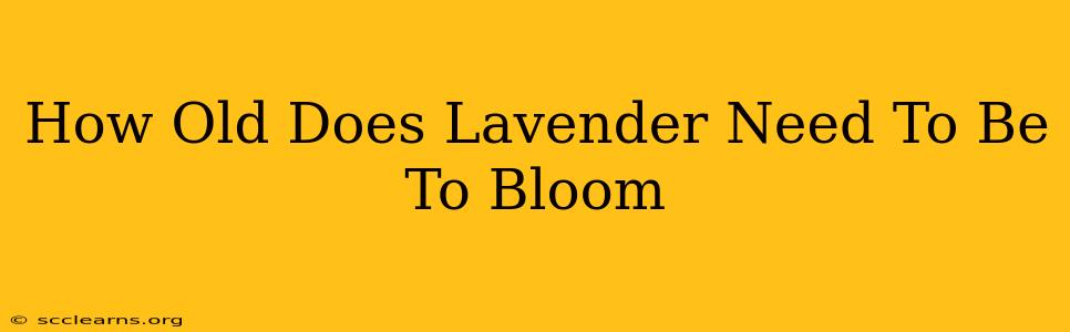 How Old Does Lavender Need To Be To Bloom