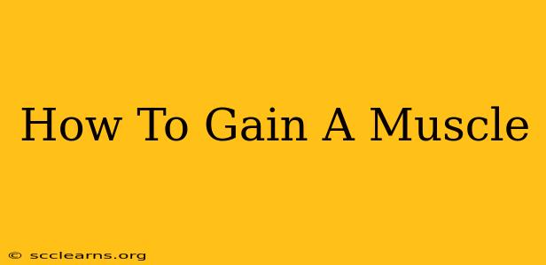 How To Gain A Muscle