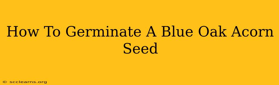 How To Germinate A Blue Oak Acorn Seed