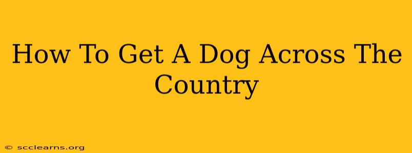 How To Get A Dog Across The Country