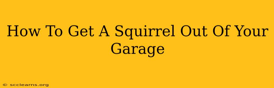 How To Get A Squirrel Out Of Your Garage