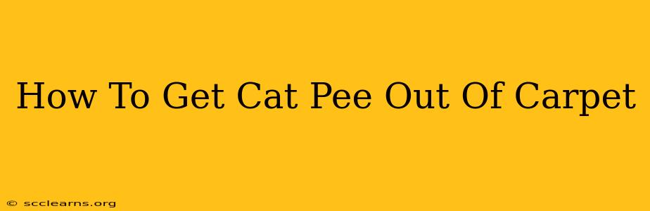 How To Get Cat Pee Out Of Carpet