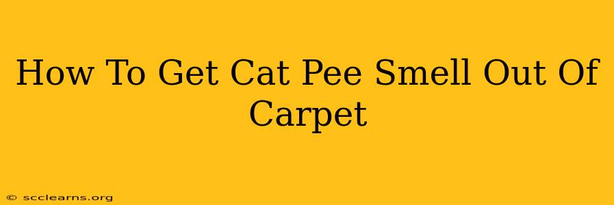 How To Get Cat Pee Smell Out Of Carpet