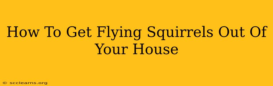 How To Get Flying Squirrels Out Of Your House