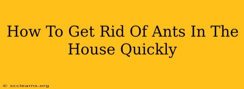 How To Get Rid Of Ants In The House Quickly