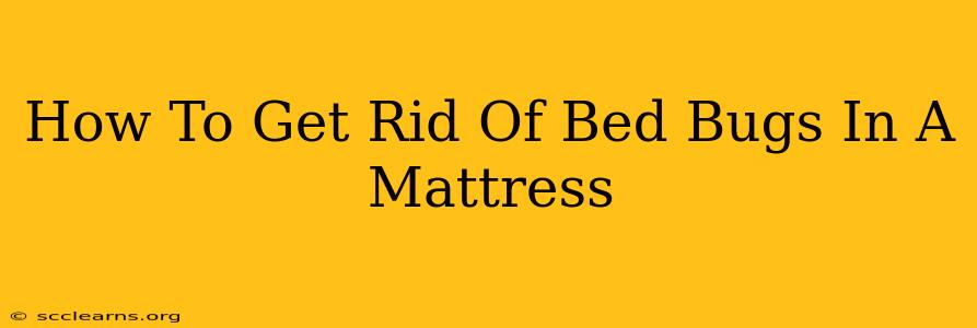 How To Get Rid Of Bed Bugs In A Mattress