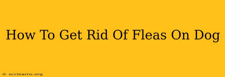 How To Get Rid Of Fleas On Dog