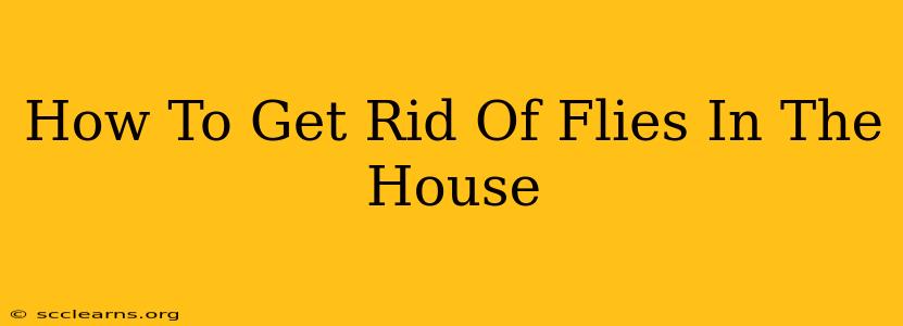 How To Get Rid Of Flies In The House