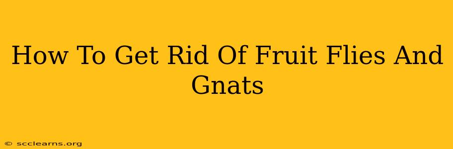 How To Get Rid Of Fruit Flies And Gnats