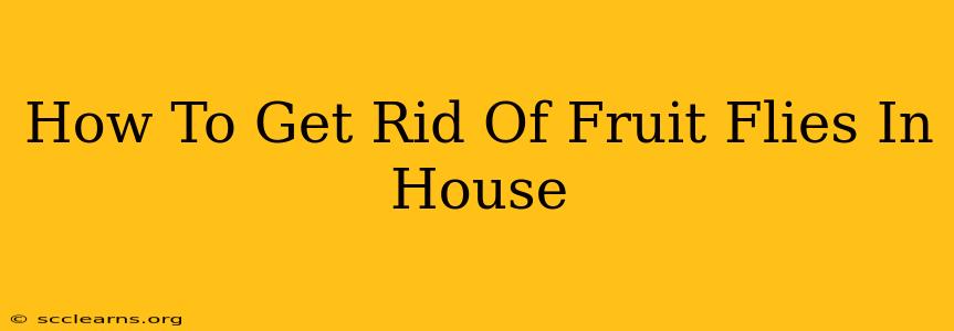 How To Get Rid Of Fruit Flies In House