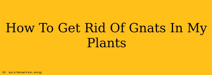 How To Get Rid Of Gnats In My Plants