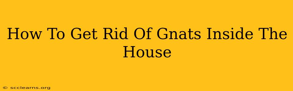 How To Get Rid Of Gnats Inside The House