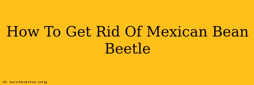 How To Get Rid Of Mexican Bean Beetle