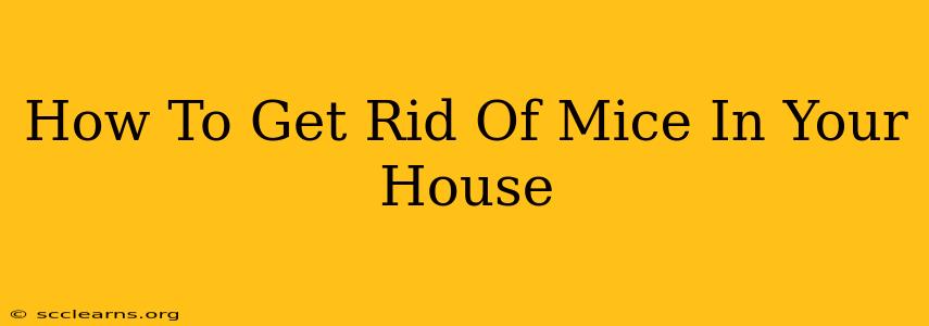 How To Get Rid Of Mice In Your House