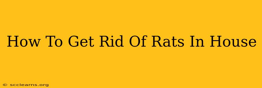 How To Get Rid Of Rats In House