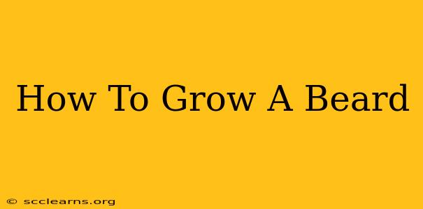 How To Grow A Beard