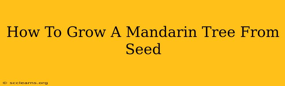 How To Grow A Mandarin Tree From Seed