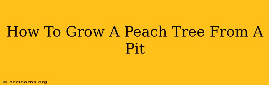 How To Grow A Peach Tree From A Pit