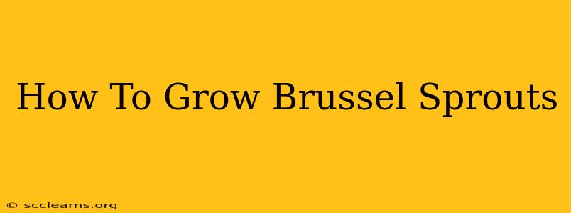 How To Grow Brussel Sprouts